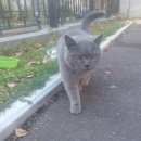 Подробнее об объявлении «Химки Найдена кошка» Фото: найдена кошка  «Химки Найдена кошка» в г. Химки