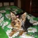 Подробнее об объявлении «Пропала собака Санкт-Петербург» Фото: пропала собака Йоркширский терьер «Пропала собака Санкт-Петербург» в г. Санкт-Петербург