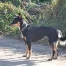 Подробнее об объявлении «Бердск Пропала собака» Фото: пропала собака  «Бердск Пропала собака» в г. Бердск