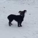 Подробнее об объявлении «Найдена собака Нижний Новгород» Фото: найдена собака  «Найдена собака Нижний Новгород» в г. Нижний Новгород