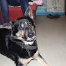 Подробнее об объявлении «Пропала собака кобель Санкт-Петербург» Фото: пропала собака  «Пропала собака кобель Санкт-Петербург» в г. Санкт-Петербург