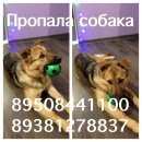 Подробнее об объявлении «Ростов-на-Дону Пропала собака кобель» Фото: пропала собака Восточно-европейская овчарка «Ростов-на-Дону Пропала собака кобель» в г. Ростов-на-Дону