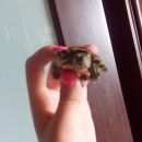 Подробнее об объявлении «Пропало домашнее животное черепаха Электросталь» Фото: пропало другое животное  «Пропало домашнее животное черепаха Электросталь» в г. Электросталь