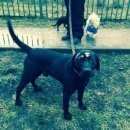 Подробнее об объявлении «Котельники Найдена собака кобель» Фото: найдена собака Лабрадор ретривер «Котельники Найдена собака кобель» в г. Котельники