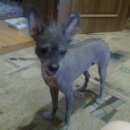 Подробнее об объявлении «Липецк Найдена собака кобель китайская хохлатая лтз» Фото: найдена собака Китайская хохлатая собака «Липецк Найдена собака кобель китайская хохлатая...» в г. Липецк