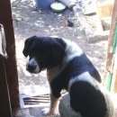 Подробнее об объявлении «Пропала собака кобель Тверь» Фото: пропала собака  «Пропала собака кобель Тверь» в г. Тверь