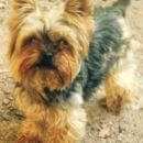 Подробнее об объявлении «Санкт-Петербург Пропала собака кобель» Фото: пропала собака Йоркширский терьер «Санкт-Петербург Пропала собака кобель» в г. Санкт-Петербург