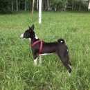 Подробнее об объявлении «Пропала собака кобель Санкт-Петербург» Фото: пропала собака Басенджи «Пропала собака кобель Санкт-Петербург» в г. Санкт-Петербург