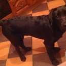 Подробнее об объявлении «Подольск Пропала собака» Фото: пропала собака Лабрадор ретривер «Подольск Пропала собака» в г. Подольск