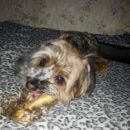 Подробнее об объявлении «Пропала собака кобель Санкт-Петербург» Фото: пропала собака  «Пропала собака кобель Санкт-Петербург» в г. Санкт-Петербург