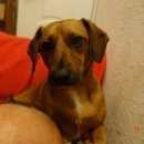 Подробнее об объявлении «Пропала собака кобель горе в семье- жорик Нижний Новгород» Фото: пропала собака Такса «Пропала собака кобель горе в семье- жорик...» в г. Нижний Новгород