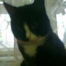 Подробнее об объявлении «Пропала кошка Софрино» Фото: пропала кошка  «Пропала кошка Софрино» в г. Софрино