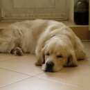 Подробнее об объявлении «Пропала собака кобель Новосибирск» Фото: пропала собака Лабрадор ретривер «Пропала собака кобель Новосибирск» в г. Новосибирск