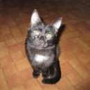 Подробнее об объявлении «Найден котик подросток чёрненький Магнитогорск» Фото: найдена кошка  «Найден котик подросток чёрненький Магнитогорск» в г. Магнитогорск