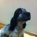 Подробнее об объявлении «Пропала собака девочка кокер спаниель. Кемерово» Фото: пропала собака  «Пропала собака девочка кокер спаниель. Кемерово» в г. Кемерово