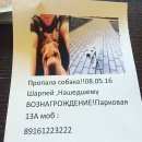 Подробнее об объявлении «Подольск Пропала собака» Фото: пропала собака Шар-пей «Подольск Пропала собака» в г. Подольск