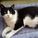 Подробнее об объявлении «Одинцово Пропала кошка» Фото: пропала кошка  «Одинцово Пропала кошка» в г. Одинцово