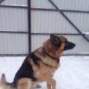 Подробнее об объявлении «Сестрорецк Найдена собака кобель овчарка мальчик, александровская» Фото: найдена собака Немецкая овчарка «Сестрорецк Найдена собака кобель овчарка...» в г. Сестрорецк