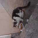 Подробнее об объявлении «Найдена кошка Москва» Фото: найдена кошка  «Найдена кошка Москва» в г. Москва