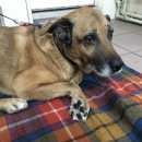 Подробнее об объявлении «Найдена собака кобель пес в центре москвы Москва» Фото: найдена собака  «Найдена собака кобель пес в центре москвы Москва» в г. Москва