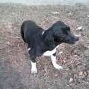 Подробнее об объявлении «Найдена собака маленькая, с печальными глазками собачка Ангарск» Фото: найдена собака  «Найдена собака маленькая, с печальными глазками...» в г. Ангарск