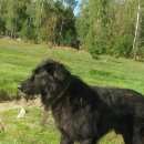 Подробнее об объявлении «Фрязино Пропала собака кобель» Фото: пропала собака  «Фрязино Пропала собака кобель» в г. Фрязино