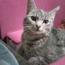 Подробнее об объявлении «Липецк Найдена кошка» Фото: найдена кошка  «Липецк Найдена кошка» в г. Липецк