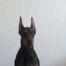 Подробнее об объявлении «Пропала собака Самара» Фото: пропала собака Доберман «Пропала собака Самара» в г. Самара