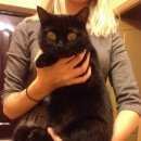 Подробнее об объявлении «Найдена кошка Ханты-Мансийск» Фото: найдена кошка  «Найдена кошка Ханты-Мансийск» в г. Ханты-Мансийск