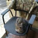 Подробнее об объявлении «Найден кот Москва» Фото: найдена кошка  «Найден кот Москва» в г. Москва