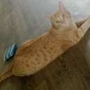 Подробнее об объявлении «Пропал кот, г. Кемерово» Фото: пропала кошка  «Пропал кот, г. Кемерово» в г. Кемерово