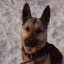 Подробнее об объявлении «Найдена собака овчарка Дмитров» Фото: найдена собака Восточно-европейская овчарка «Найдена собака овчарка Дмитров» в г. Дмитров