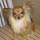 Подробнее об объявлении «Пропала собака Санкт-Петербург» Фото: пропала собака Русский той-терьер «Пропала собака Санкт-Петербург» в г. Санкт-Петербург