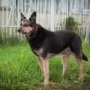 Подробнее об объявлении «Санкт-Петербург Пропала собака» Фото: пропала собака  «Санкт-Петербург Пропала собака» в г. Санкт-Петербург