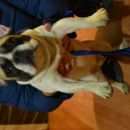 Подробнее об объявлении «Найдена собака Энгельс» Фото: найдена собака Французский бульдог «Найдена собака Энгельс» в г. Энгельс