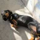 Подробнее об объявлении «Пропала собака Самара» Фото: пропала собака Такса «Пропала собака Самара» в г. Самара