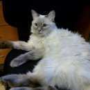 Подробнее об объявлении «Найдена кошка Москва» Фото: найдена кошка Невская маскарадная «Найдена кошка Москва» в г. Москва