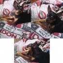 Подробнее об объявлении «Пропала собака кобель той терьер Омск» Фото: пропала собака  «Пропала собака кобель той терьер Омск» в г. Омск