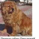 Подробнее об объявлении «Пропала собака Нижний Новгород» Фото: пропала собака Чау-чау «Пропала собака Нижний Новгород» в г. Нижний Новгород