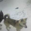 Подробнее об объявлении «Пропала собака кобель зсл самец 1.3 года вместе с овчаркой немецкой самец 2 Пермь» Фото: пропала собака Западно-сибирская лайка «Пропала собака кобель зсл самец 1.3 года вместе...» в г. Пермь