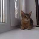 Подробнее об объявлении «Пропала кошка любимая кошка ( подарок ) Подольск» Фото: пропала кошка Абиссинская «Пропала кошка любимая кошка ( подарок ) Подольск» в г. Подольск