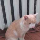 Подробнее об объявлении «Найден кот Ханты-Мансийск» Фото: найдена кошка  «Найден кот Ханты-Мансийск» в г. Ханты-Мансийск