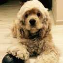 Подробнее об объявлении «Пропала собака кобель  Гродно» Фото: пропала собака Американский кокер-спаниель «Пропала собака кобель  Гродно» в г. Гродно