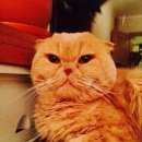 Подробнее об объявлении «Найден кот кто потерял кота? Москва» Фото: найдена кошка  «Найден кот кто потерял кота? Москва» в г. Москва