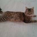 Подробнее об объявлении «Мытищи Найдена кошка г.» Фото: найдена кошка  «Мытищи Найдена кошка г.» в г. Мытищи