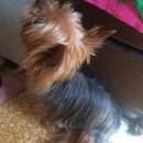 Подробнее об объявлении «Найдена собака кобель йоркширский терьер Переславль-Залесский» Фото: найдена собака Йоркширский терьер «Найдена собака кобель йоркширский терьер...» в г. Переславль-Залесский