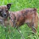 Подробнее об объявлении «Найдена собака Новокузнецк» Фото: найдена собака  «Найдена собака Новокузнецк» в г. Новокузнецк