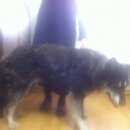 Подробнее об объявлении «Найдена собака кобель похож на маламута кобель около 2 лет Москва» Фото: найдена собака Аляскинский маламут «Найдена собака кобель похож на маламута кобель...» в г. Москва