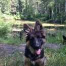 Подробнее об объявлении «Пропала собака Электросталь» Фото: пропала собака Немецкая овчарка «Пропала собака Электросталь» в г. Электросталь