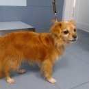 Подробнее об объявлении «Москва Найдена собака кобель» Фото: найдена собака  «Москва Найдена собака кобель» в г. Москва